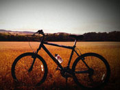 Bike in a cornfield